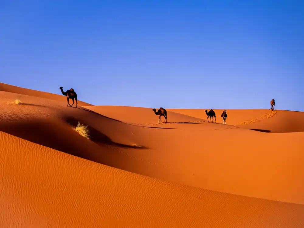 Recorrido por las montañas del Atlas con vistas a los pueblos bereberes en Marruecos